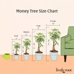 LIVELY ROOT 4 in. Money Tree (Pachira Aquatica) Plant in Grower Pot 14 LIVELY ROOT 4 in. Money Tree (Pachira Aquatica) Plant in Grower Pot -Deals Silky Store lively root indoor plants lrmnytr4 fa 1000