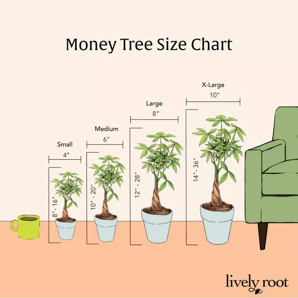 LIVELY ROOT 4 in. Money Tree (Pachira Aquatica) Plant in Grower Pot 7 LIVELY ROOT 4 in. Money Tree (Pachira Aquatica) Plant in Grower Pot - Image 7