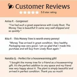 LIVELY ROOT 6 in. Money Tree (Pachira Aquatica) Plant in Grower Pot -Deals Silky Store lively root indoor plants lrmnytr6 44 1000