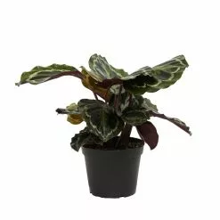 LIVELY ROOT Pet-Friendly 2 Peacock Plant (Calathea roseopicta) and 2 Chinese Money Plant (Pilea peperomioides) in 6 in. Grower Pot -Deals Silky Store lively root indoor plants lrpetfr6 4f 1000