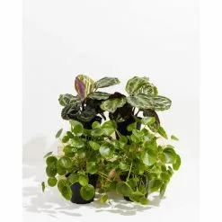 LIVELY ROOT Pet-Friendly 2 Peacock Plant (Calathea roseopicta) and 2 Chinese Money Plant (Pilea peperomioides) in 6 in. Grower Pot