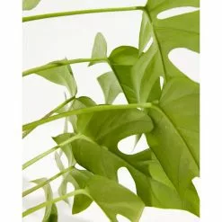 LIVELY ROOT 6 in. Philodendron Ginny (Rhaphidophora tetrasperma 'Ginny') Plant in Grower Pot 5 LIVELY ROOT 6 in. Philodendron Ginny (Rhaphidophora tetrasperma 'Ginny') Plant in Grower Pot -Deals Silky Store lively root indoor plants lrphilgin6 4f 1000