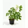 LIVELY ROOT 6 in. Philodendron Ginny (Rhaphidophora tetrasperma 'Ginny') Plant in Grower Pot