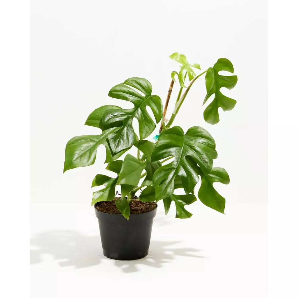LIVELY ROOT 6 in. Philodendron Ginny (Rhaphidophora tetrasperma 'Ginny') Plant in Grower Pot 1 LIVELY ROOT 6 in. Philodendron Ginny (Rhaphidophora tetrasperma 'Ginny') Plant in Grower Pot