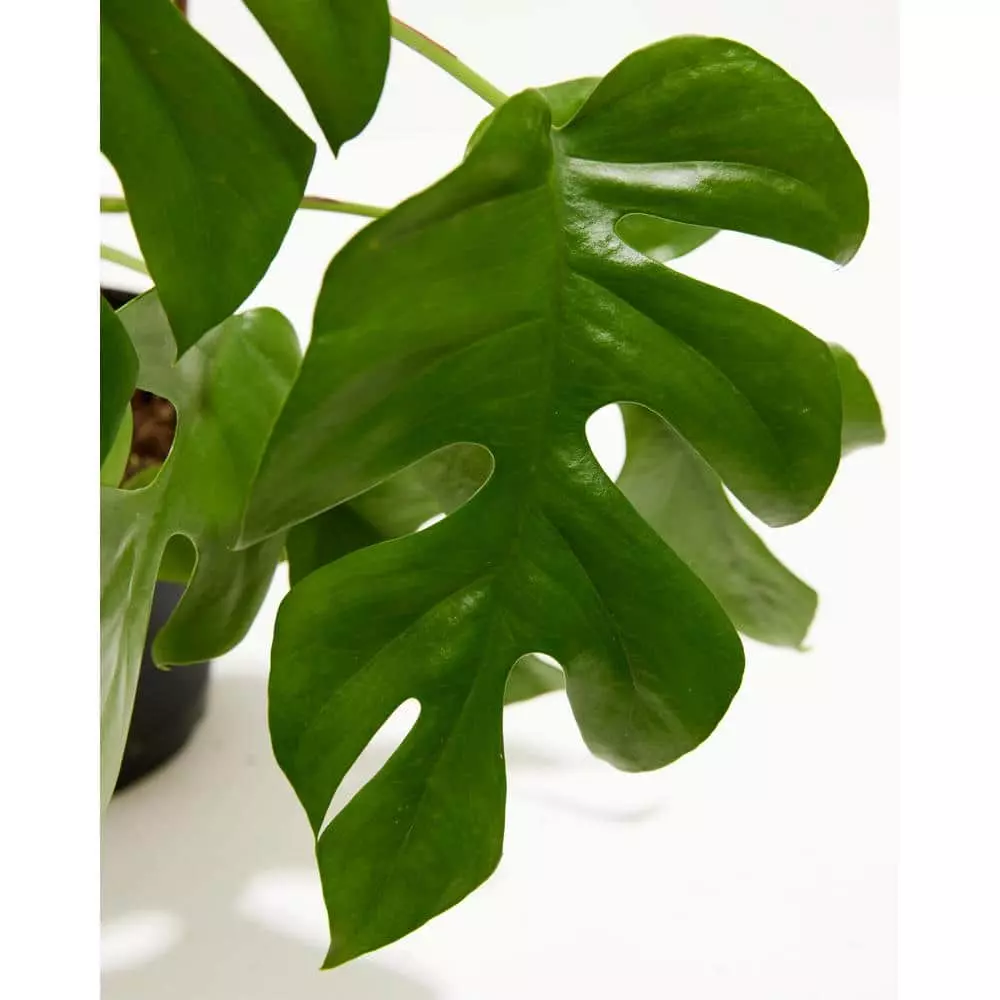 LIVELY ROOT 6 in. Philodendron Ginny (Rhaphidophora tetrasperma 'Ginny') Plant in Grower Pot 2 LIVELY ROOT 6 in. Philodendron Ginny (Rhaphidophora tetrasperma 'Ginny') Plant in Grower Pot - Image 2