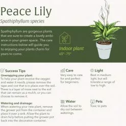 LIVELY ROOT 4 in. Peace Lily (Spathiphyllum) Plant in Macadamia Pot -Deals Silky Store lively root indoor plants lrplin4mac 1f 1000