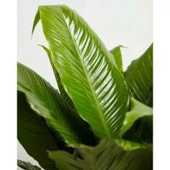 LIVELY ROOT 4 in. Peace Lily (Spathiphyllum) Plant in Macadamia Pot -Deals Silky Store lively root indoor plants lrplin4mac 4f 1000