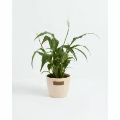 LIVELY ROOT 4 in. Peace Lily (Spathiphyllum) Plant in Macadamia Pot
