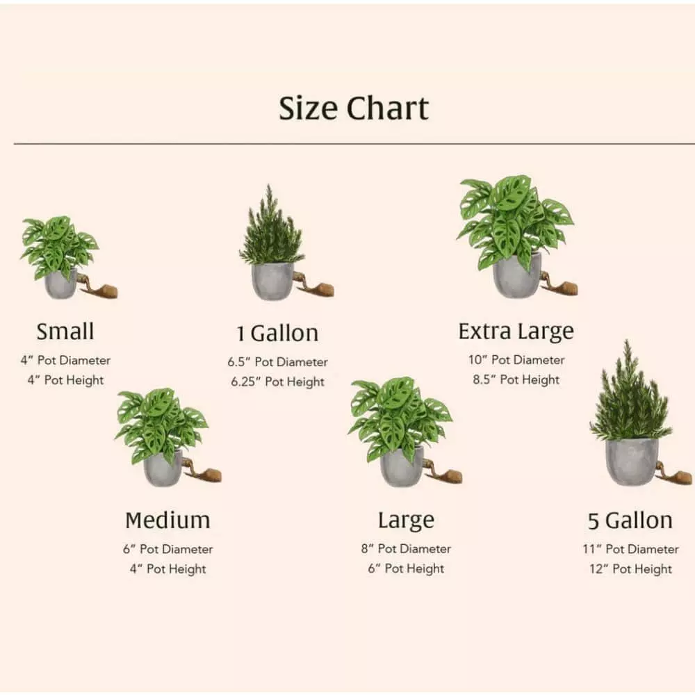 LIVELY ROOT 10 in. Split Leaf Philodendron Swiss Cheese Plant (Monstera deliciosa) Plant in Grower Pot 4 LIVELY ROOT 10 in. Split Leaf Philodendron Swiss Cheese Plant (Monstera deliciosa) Plant in Grower Pot - Image 4