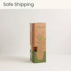 LIVELY ROOT 10 in. Split Leaf Philodendron Swiss Cheese Plant (Monstera deliciosa) Plant in Grower Pot 9 LIVELY ROOT 10 in. Split Leaf Philodendron Swiss Cheese Plant (Monstera deliciosa) Plant in Grower Pot -Deals Silky Store lively root indoor plants lrslphilo 44 1000