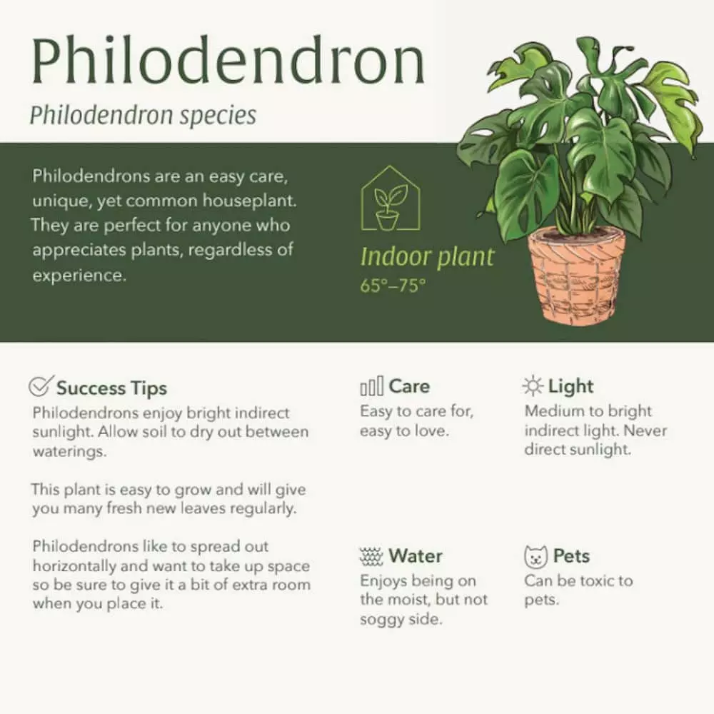 LIVELY ROOT 10 in. Split Leaf Philodendron Swiss Cheese Plant (Monstera deliciosa) Plant in Grower Pot 3 LIVELY ROOT 10 in. Split Leaf Philodendron Swiss Cheese Plant (Monstera deliciosa) Plant in Grower Pot - Image 3