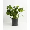 LIVELY ROOT 10 in. Split Leaf Philodendron Swiss Cheese Plant (Monstera deliciosa) Plant in Grower Pot