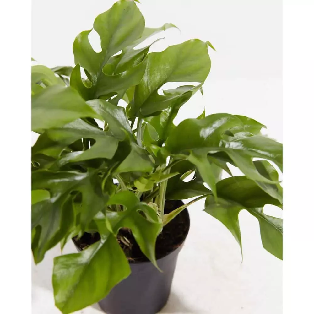 LIVELY ROOT 10 in. Split Leaf Philodendron Swiss Cheese Plant (Monstera deliciosa) Plant in Grower Pot 2 LIVELY ROOT 10 in. Split Leaf Philodendron Swiss Cheese Plant (Monstera deliciosa) Plant in Grower Pot - Image 2