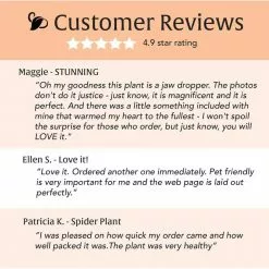 LIVELY ROOT 4 in. Spider Plant (Chlorophytum Comosum) Plant in Grower Pot 12 LIVELY ROOT 4 in. Spider Plant (Chlorophytum Comosum) Plant in Grower Pot -Deals Silky Store lively root indoor plants lrspdplt4 1f 1000