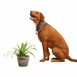 LIVELY ROOT 4 in. Spider Plant (Chlorophytum Comosum) Plant in Grower Pot 11 LIVELY ROOT 4 in. Spider Plant (Chlorophytum Comosum) Plant in Grower Pot -Deals Silky Store lively root indoor plants lrspdplt4 4f 1000