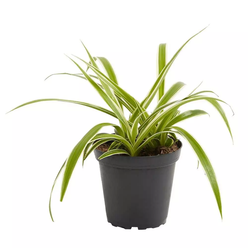 LIVELY ROOT 4 in. Spider Plant (Chlorophytum Comosum) Plant in Grower Pot 1 LIVELY ROOT 4 in. Spider Plant (Chlorophytum Comosum) Plant in Grower Pot