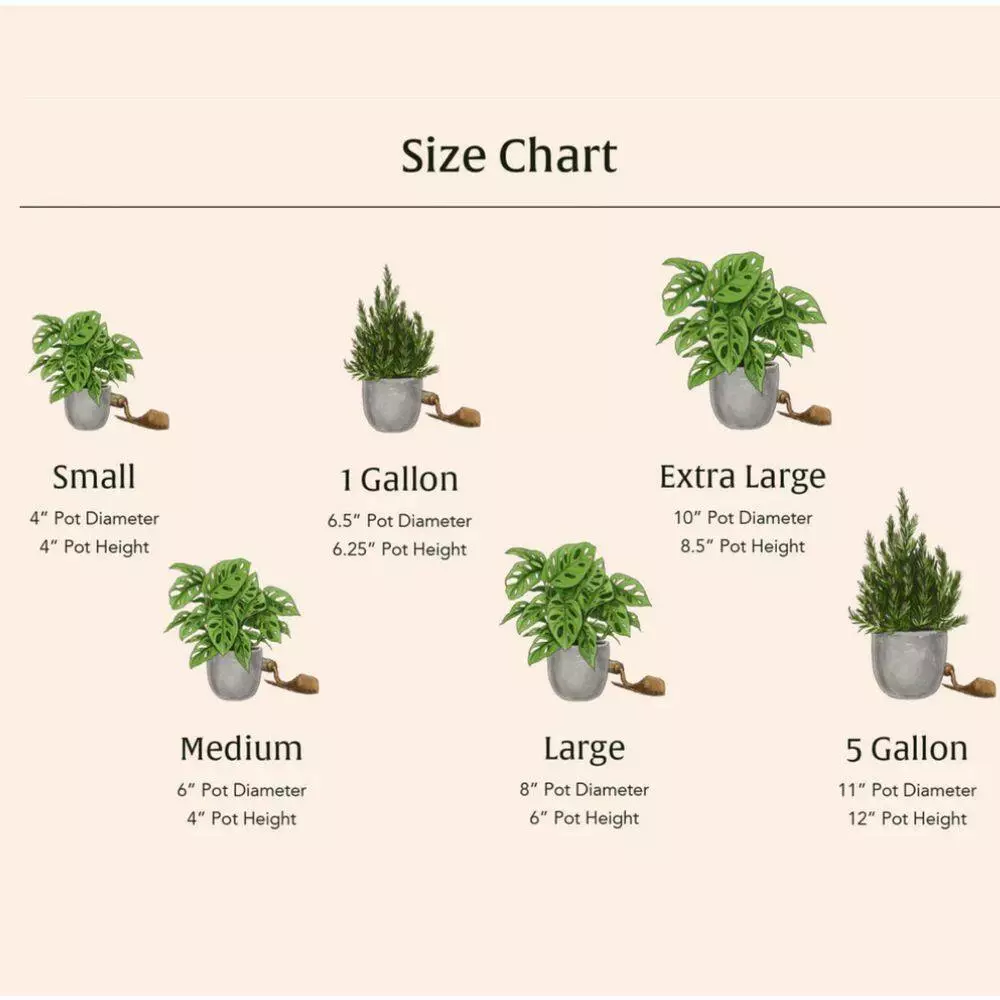 LIVELY ROOT 4 in. Spider Plant (Chlorophytum Comosum) Plant in Grower Pot 8 LIVELY ROOT 4 in. Spider Plant (Chlorophytum Comosum) Plant in Grower Pot - Image 8