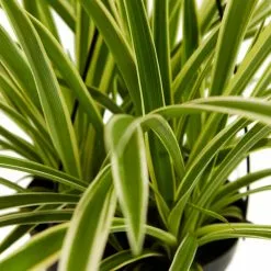 LIVELY ROOT 4 in. Spider Plant (Chlorophytum Comosum) Plant in Grower Pot 10 LIVELY ROOT 4 in. Spider Plant (Chlorophytum Comosum) Plant in Grower Pot -Deals Silky Store lively root indoor plants lrspdplt4 c3 1000
