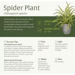 LIVELY ROOT 4 in. Spider Plant (Chlorophytum Comosum) Plant in Grower Pot 14 LIVELY ROOT 4 in. Spider Plant (Chlorophytum Comosum) Plant in Grower Pot -Deals Silky Store lively root indoor plants lrspdplt4 fa 1000