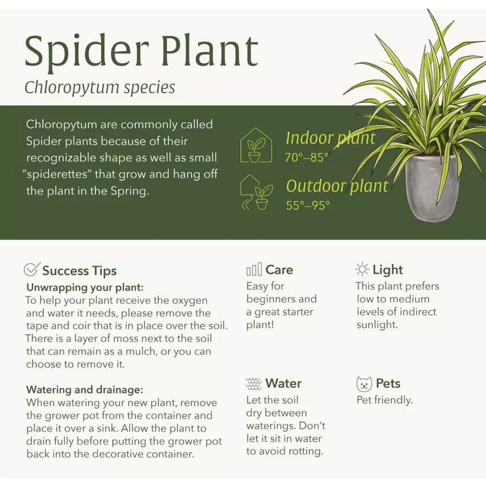 LIVELY ROOT 4 in. Spider Plant (Chlorophytum Comosum) Plant in Grower Pot 7 LIVELY ROOT 4 in. Spider Plant (Chlorophytum Comosum) Plant in Grower Pot - Image 7