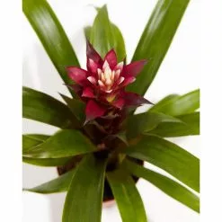 LIVELY ROOT 6 in. Tropical Delight (Guzmania Bromeliad) Plant in Medium Grower Pot -Deals Silky Store lively root indoor plants lrtdgbin6 4f 1000