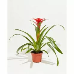 LIVELY ROOT 6 in. Tropical Delight (Guzmania Bromeliad) Plant in Medium Grower Pot