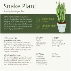 LIVELY ROOT 10 in. Zeylanica Snake Plant (Sansevieria trifasciata Zeylanica) in Extra Large Grower Pot -Deals Silky Store lively root indoor plants lrzspin10 1f 1000