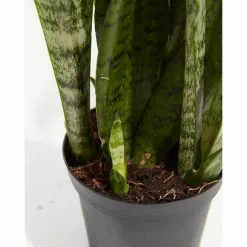 LIVELY ROOT 10 in. Zeylanica Snake Plant (Sansevieria trifasciata Zeylanica) in Extra Large Grower Pot -Deals Silky Store lively root indoor plants lrzspin10 4f 1000