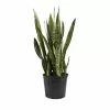 LIVELY ROOT 10 in. Zeylanica Snake Plant (Sansevieria trifasciata Zeylanica) in Extra Large Grower Pot