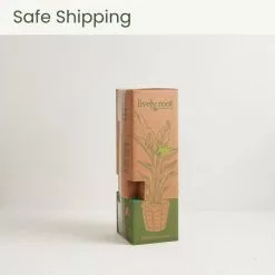 LIVELY ROOT 10 in. Zeylanica Snake Plant (Sansevieria trifasciata Zeylanica) in Extra Large Grower Pot -Deals Silky Store lively root indoor plants lrzspin10 fa 1000