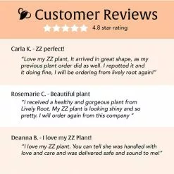 LIVELY ROOT ZZ Plant (Zamioculcas Zamiifolia) Plant in 4 in. Grower Pot -Deals Silky Store lively root indoor plants lrzz4 4f 1000