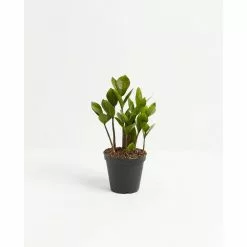 LIVELY ROOT ZZ Plant (Zamioculcas Zamiifolia) Plant in 4 in. Grower Pot